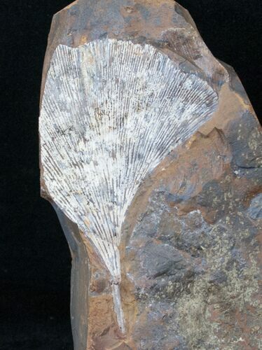 Fossil Ginkgo Leaf From North Dakota - Paleocene #15806